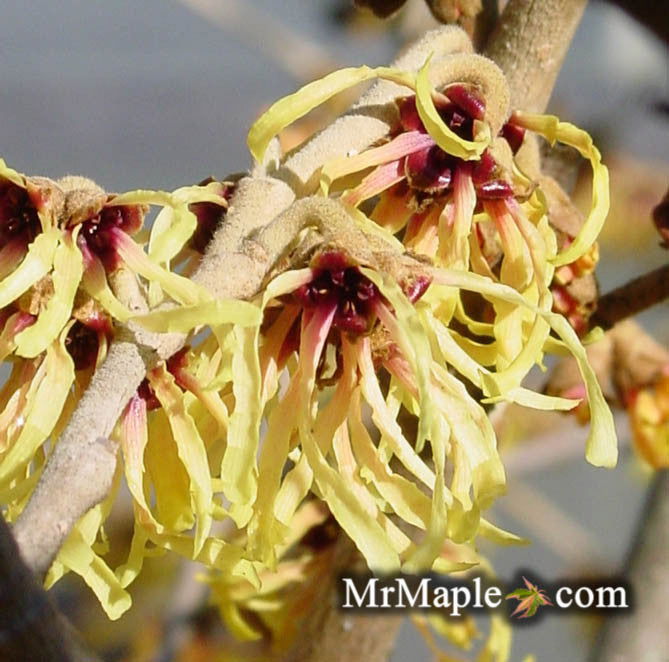Hamamelis x intermedia Primavera Witch Hazel - Thumbnail 3