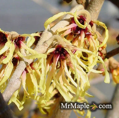- Hamamelis x intermedia 'Primavera' Golden Witch Hazel - Mr Maple │ Buy Japanese Maple Trees