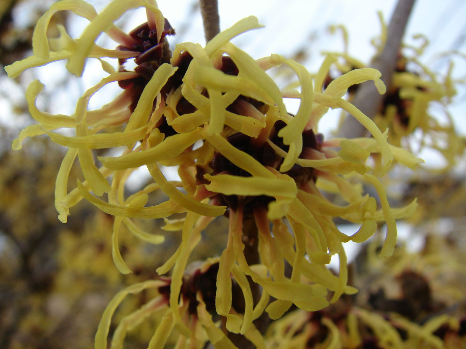 Hamamelis x intermedia Primavera Witch Hazel - Thumbnail 5