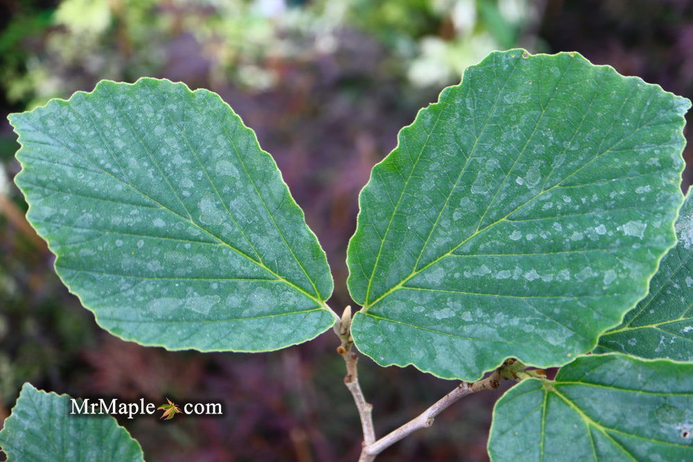 Hamamelis x intermedia Arnold's Promise Witch Hazel - Thumbnail 3