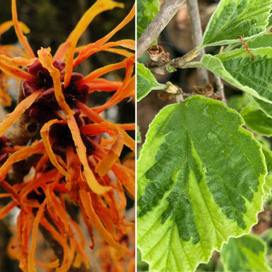 - Hamamelis x intermedia 'Renee' Variegated Witch Hazel - Mr Maple │ Buy Japanese Maple Trees