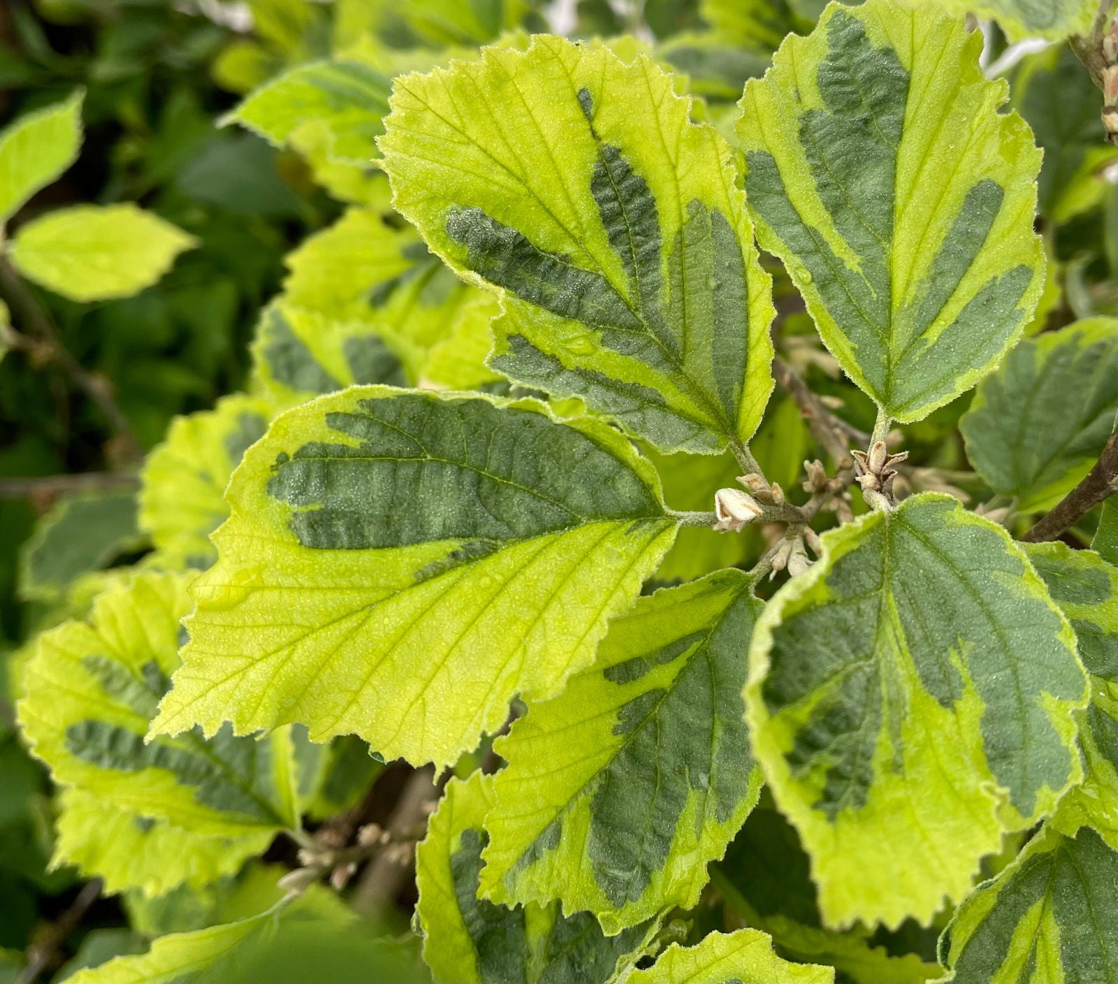 Mr Maple Hamamelis x intermedia 'Renee' Witch Hazel
