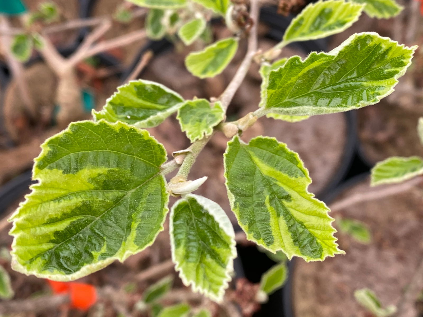Mr Maple Hamamelis x intermedia 'Renee' Witch Hazel