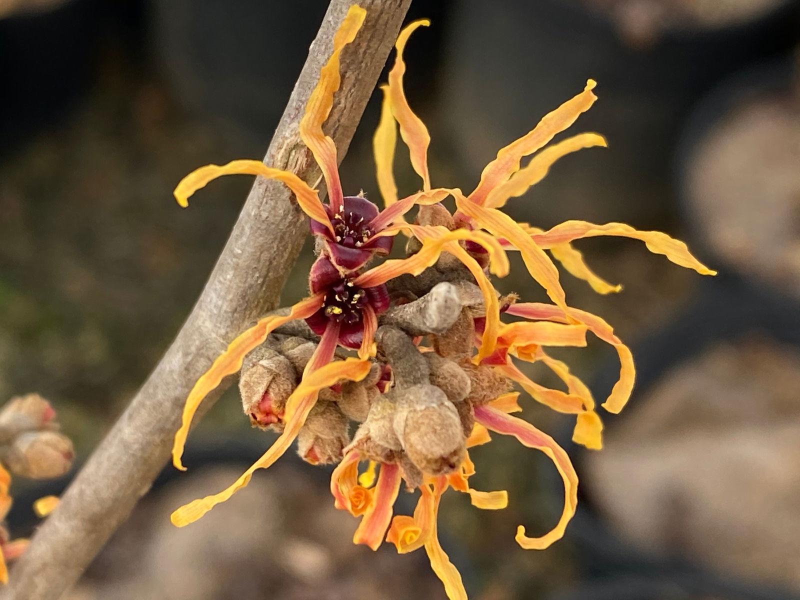 Mr Maple Hamamelis x intermedia 'Renee' Witch Hazel - Thumbnail 3