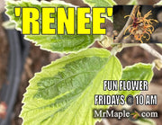 - Hamamelis x intermedia 'Renee' Variegated Witch Hazel - Mr Maple │ Buy Japanese Maple Trees