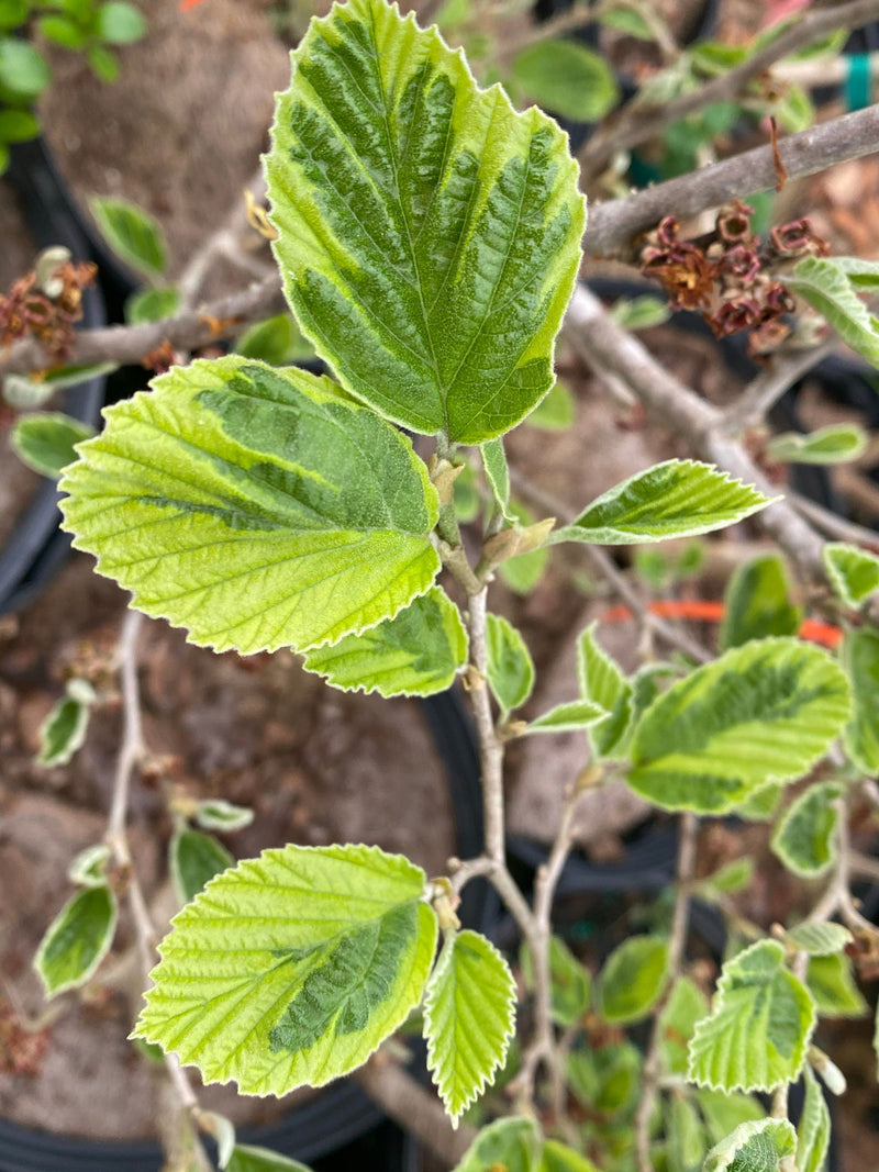 - Hamamelis x intermedia 'Renee' Variegated Witch Hazel - Mr Maple │ Buy Japanese Maple Trees