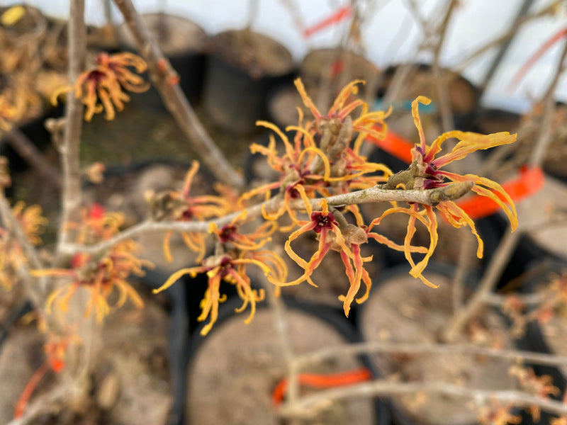 - Hamamelis x intermedia 'Renee' Variegated Witch Hazel - Mr Maple │ Buy Japanese Maple Trees