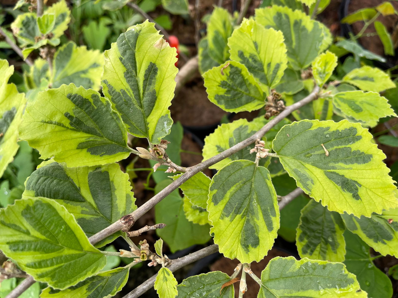 Buy Hamamelis x intermedia 'Renee' Variegated Witch Hazel — Mr