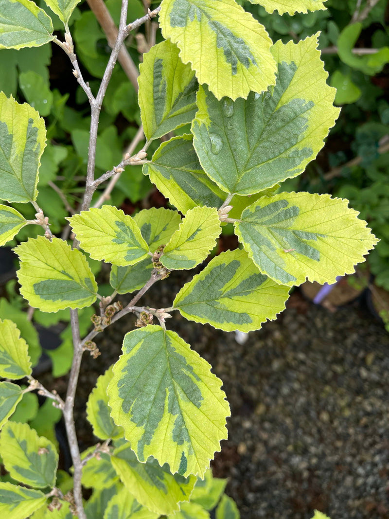 - Hamamelis x intermedia 'Renee' Variegated Witch Hazel - Mr Maple │ Buy Japanese Maple Trees