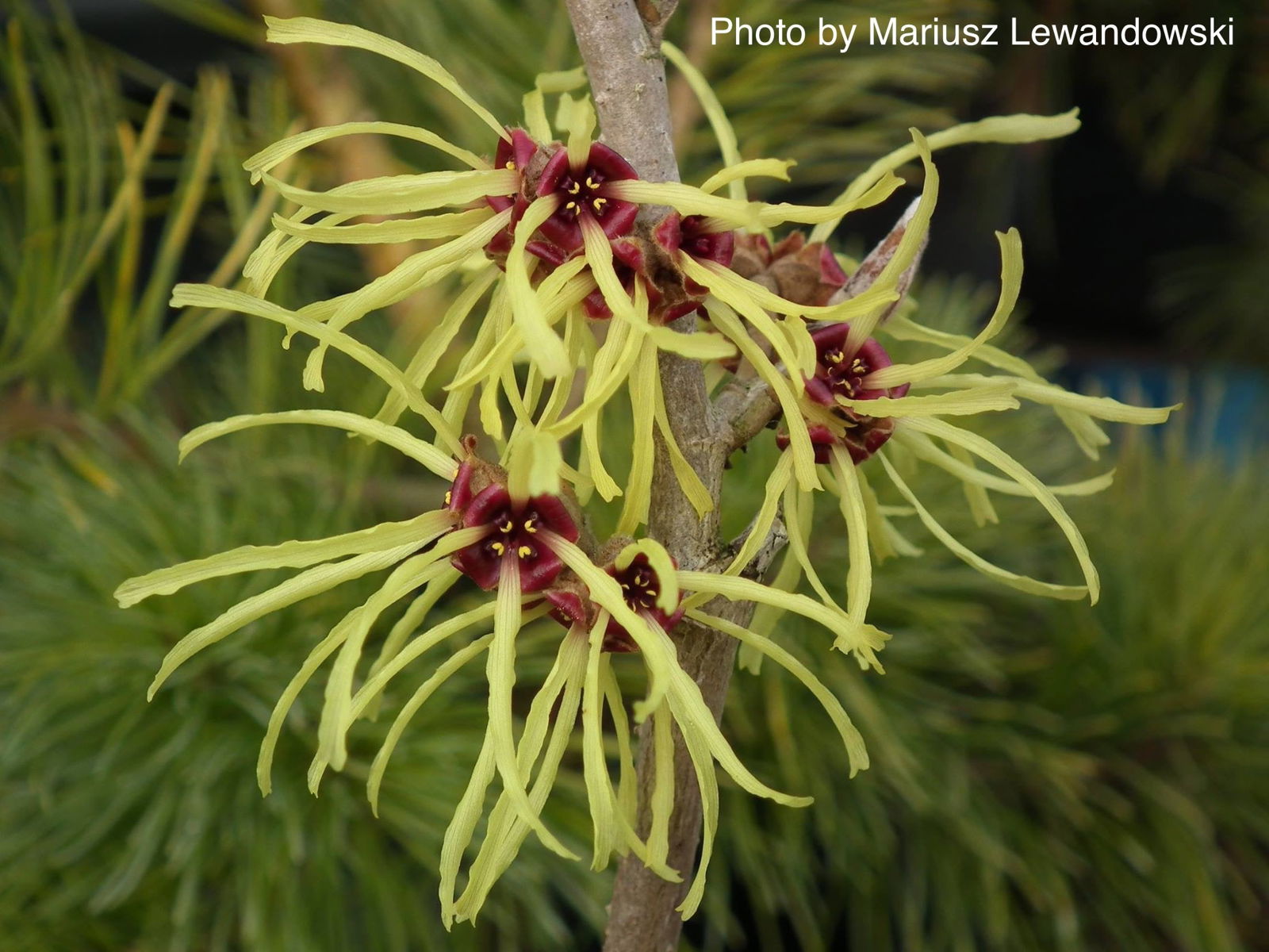 Mr Maple Hamamelis x intermedia Witch Hazel