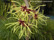- Hamamelis x intermedia 'Sunburst' Bright Yellow Witch Hazel - Mr Maple │ Buy Japanese Maple Trees
