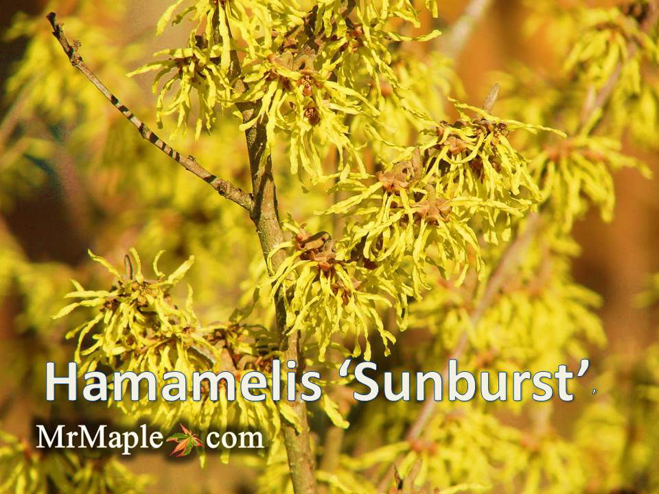 Mr Maple Hamamelis x intermedia Witch Hazel - Thumbnail 3