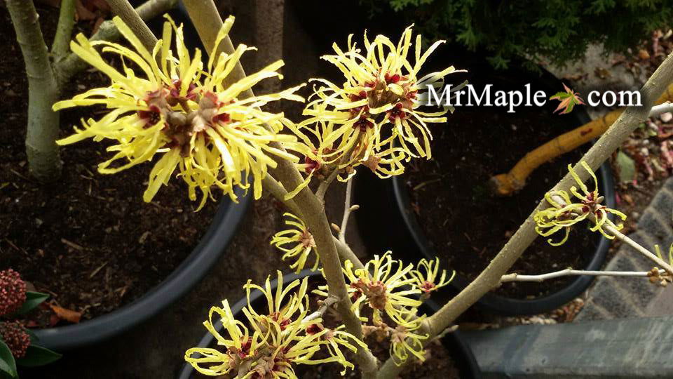 Mr Maple Hamamelis x intermedia Witch Hazel - Thumbnail 4