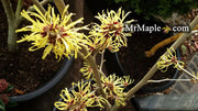 - Hamamelis x intermedia 'Sunburst' Bright Yellow Witch Hazel - Mr Maple │ Buy Japanese Maple Trees