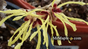 - Hamamelis x intermedia 'Sunburst' Bright Yellow Witch Hazel - Mr Maple │ Buy Japanese Maple Trees