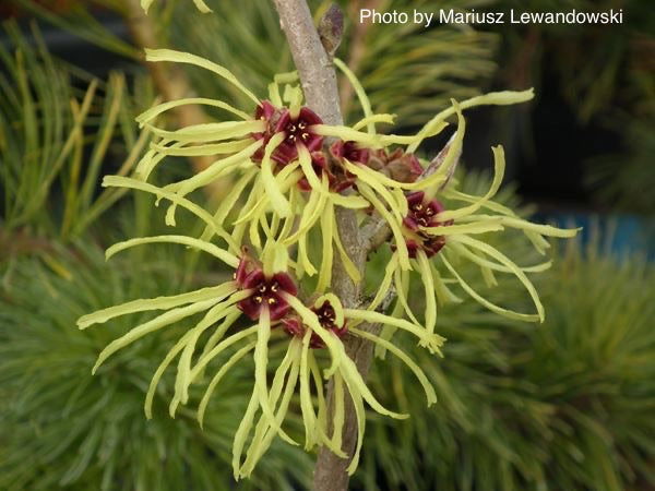 Mr Maple Hamamelis x intermedia Witch Hazel - Thumbnail 2