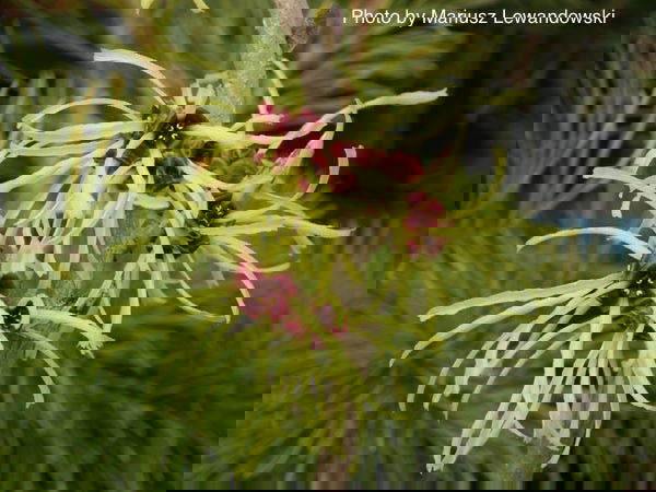 - Hamamelis x intermedia 'Sunburst' Bright Yellow Witch Hazel - Mr Maple │ Buy Japanese Maple Trees