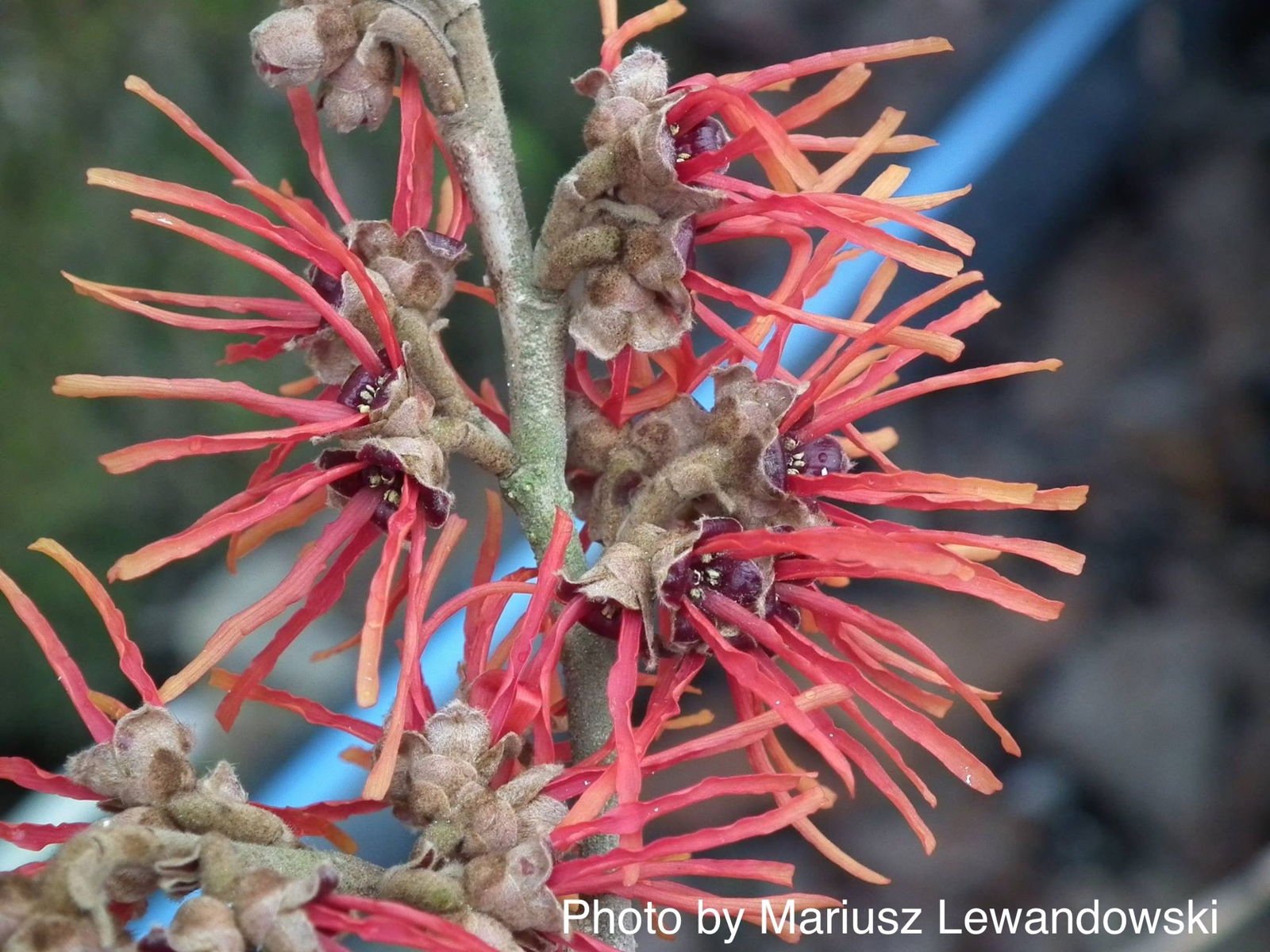 Hamamelis x intermedia Arnold's Promise Witch Hazel - Thumbnail 5
