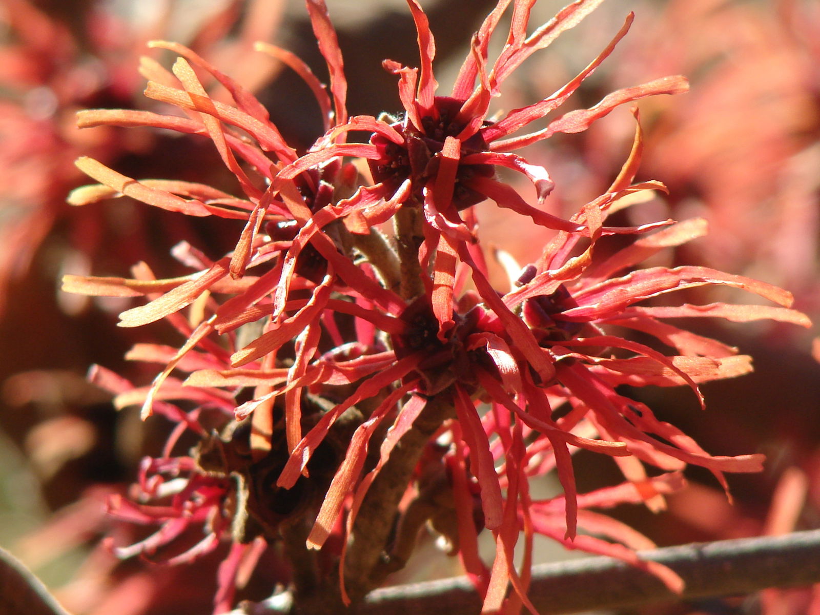 Hamamelis x intermedia Arnold's Promise Witch Hazel - Thumbnail 2