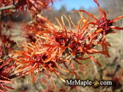 - Hamamelis x intermedia 'Twilight' Orange Bicolor Witch Hazel - Mr Maple │ Buy Japanese Maple Trees