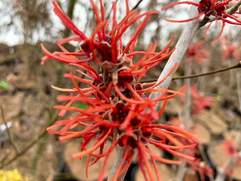 - Hamamelis x intermedia 'Twilight' Orange Bicolor Witch Hazel - Mr Maple │ Buy Japanese Maple Trees