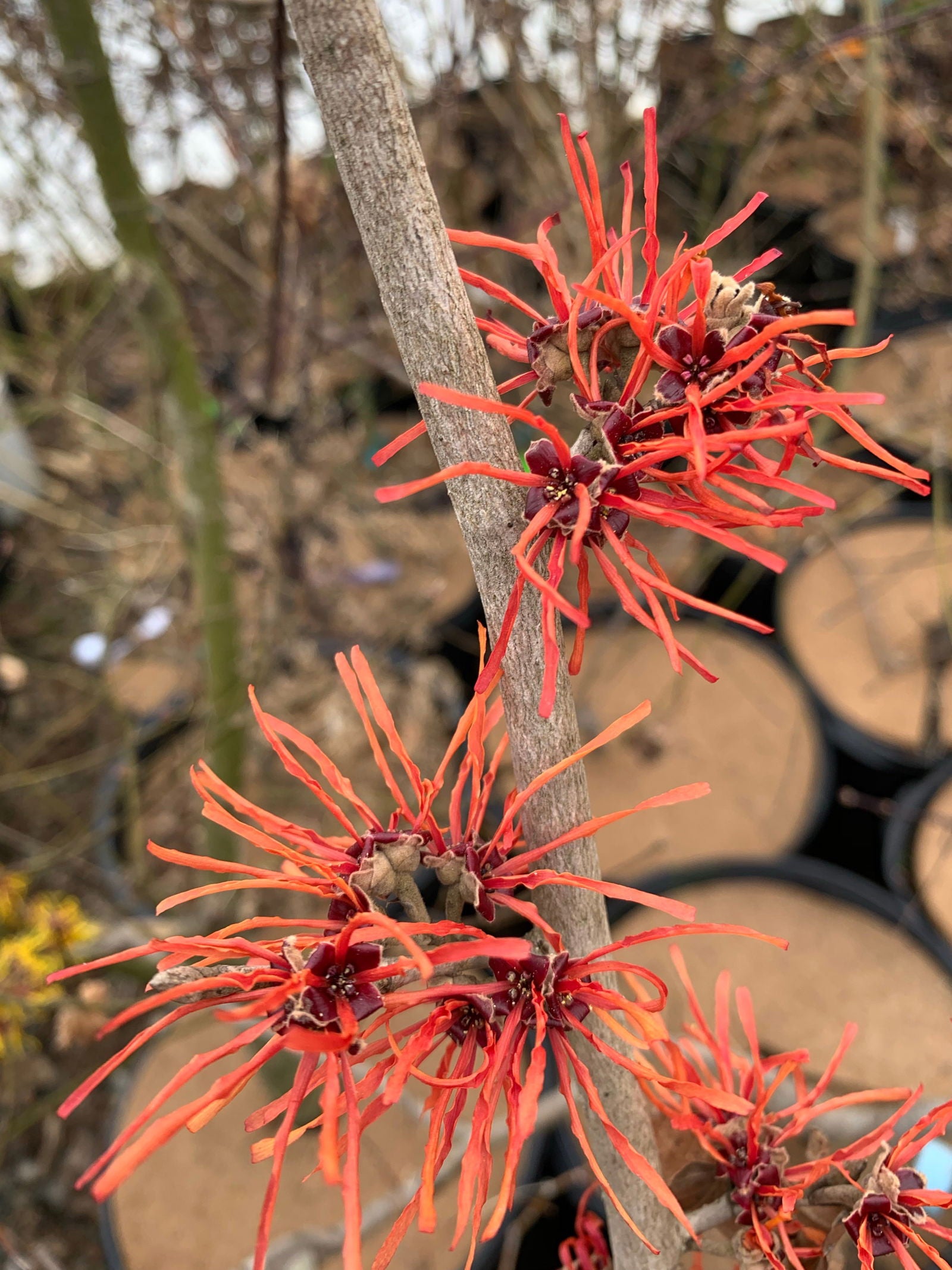Hamamelis x intermedia Arnold's Promise Witch Hazel - Thumbnail 4