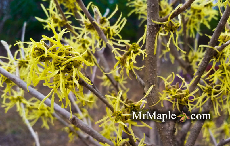- Hamamelis x intermedia 'Weiro' Light Yellow Witch Hazel - Mr Maple │ Buy Japanese Maple Trees