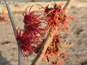 - Hamamelis xintermedia 'Feuerzauber' Red Witch Hazel - Mr Maple │ Buy Japanese Maple Trees