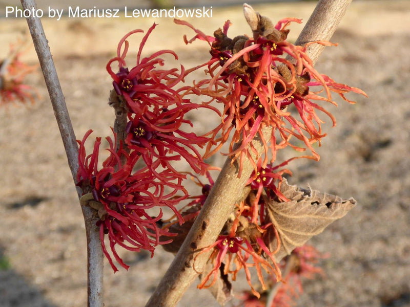 - Hamamelis xintermedia 'Feuerzauber' Red Witch Hazel - Mr Maple │ Buy Japanese Maple Trees