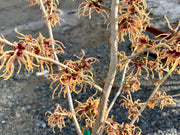 - Hamamelis xintermedia 'Spanish Spider' Orange Witch Hazel - Mr Maple │ Buy Japanese Maple Trees