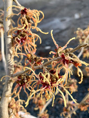 - Hamamelis xintermedia 'Spanish Spider' Orange Witch Hazel - Mr Maple │ Buy Japanese Maple Trees