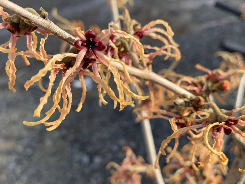 - Hamamelis xintermedia 'Spanish Spider' Orange Witch Hazel - Mr Maple │ Buy Japanese Maple Trees