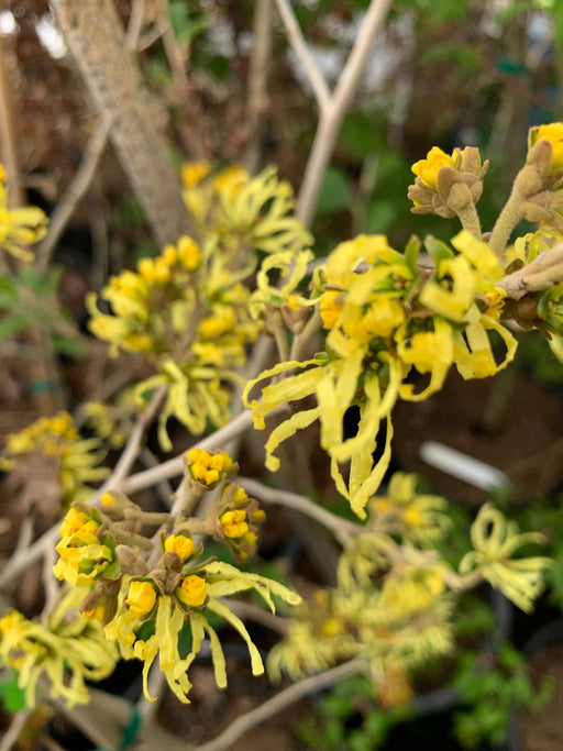 '- Hamamelis xintermedia 'Sweet Sunshine' Golden Witch Hazel - Mr Maple │ Buy Japanese Maple Trees