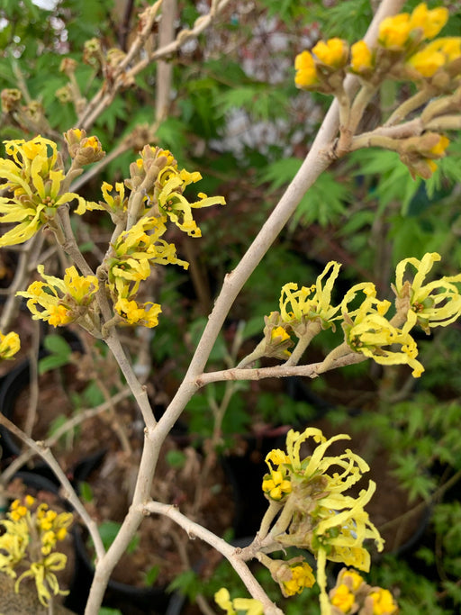 '- Hamamelis xintermedia 'Sweet Sunshine' Golden Witch Hazel - Mr Maple │ Buy Japanese Maple Trees