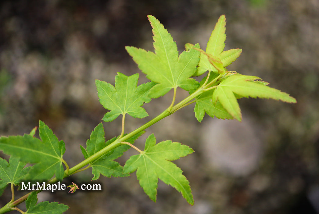 Acer palmatum 'Tokyo yatsubusa' Dwarf Japanese Maple