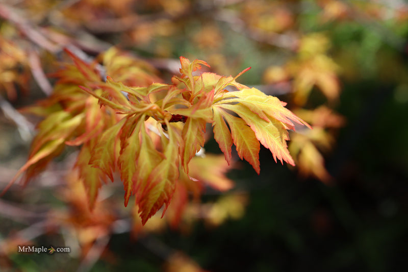 Acer palmatum 'Hanezu hagoromo' Orange Hagoromo Japanese Maple