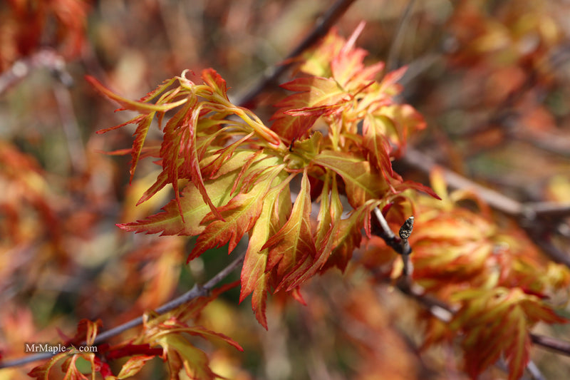 Acer palmatum 'Hanezu hagoromo' Orange Hagoromo Japanese Maple