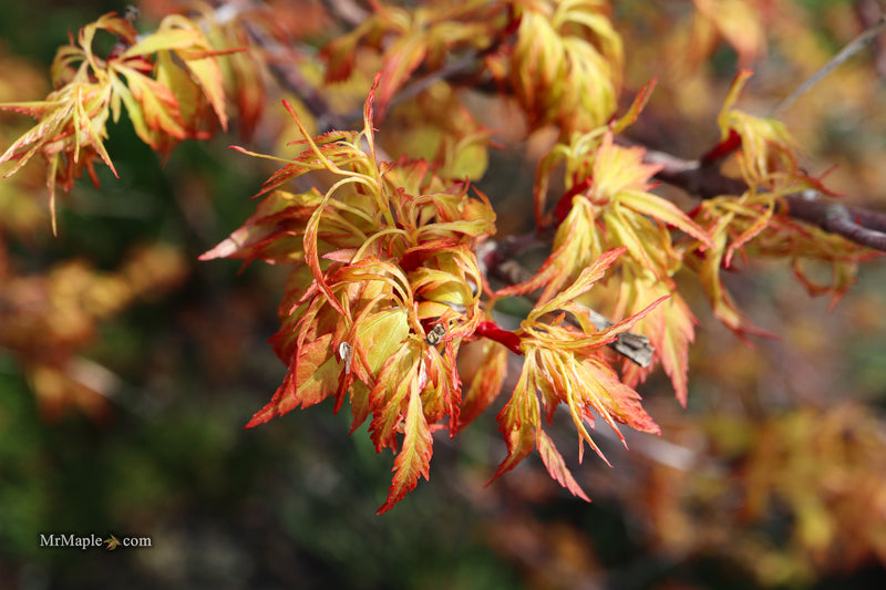 Acer palmatum 'Hanezu hagoromo' Orange Hagoromo Japanese Maple