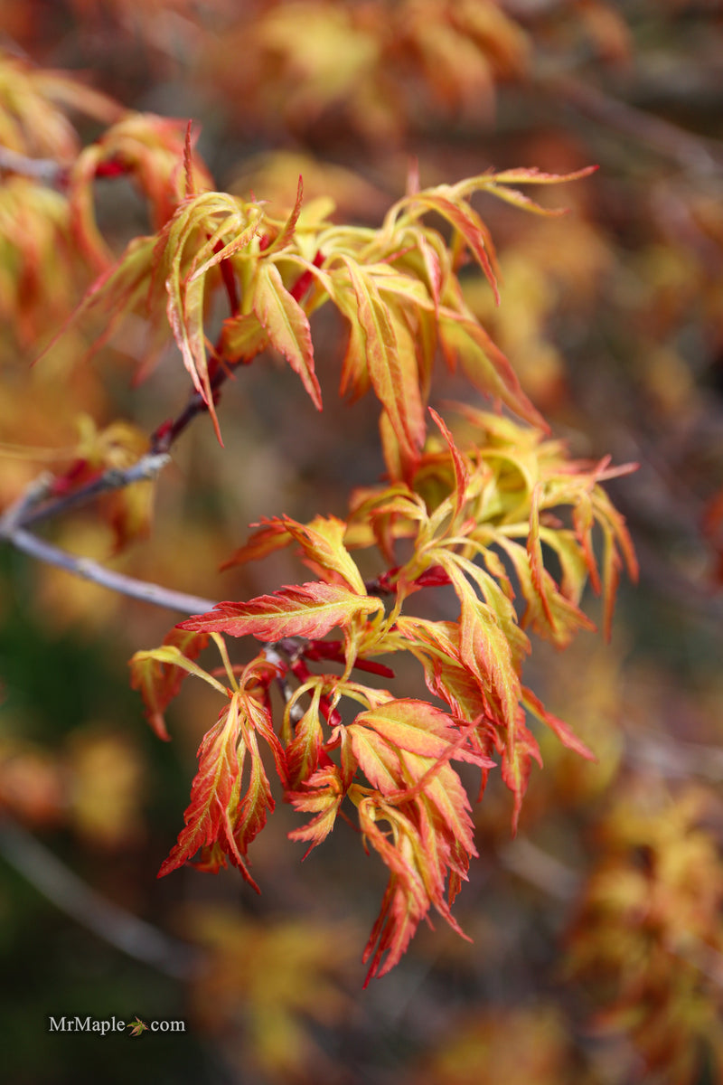 Acer palmatum 'Hanezu hagoromo' Orange Hagoromo Japanese Maple