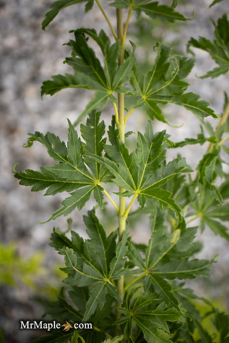 - Acer palmatum 'Harold's Pinebark' Japanese Maple - Mr Maple │ Buy Japanese Maple Trees