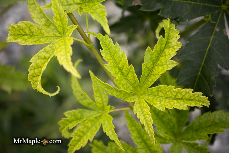 - Acer palmatum 'Harold's Pinebark' Japanese Maple - Mr Maple │ Buy Japanese Maple Trees