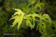 - Acer palmatum 'Harold's Pinebark' Japanese Maple - Mr Maple │ Buy Japanese Maple Trees