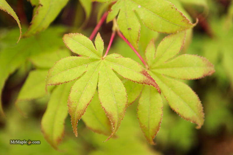 Acer palmatum 'Harvest Orange' Japanese Maple