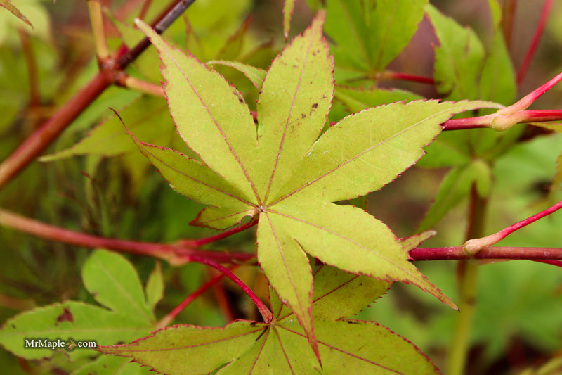Acer palmatum 'Harvest Orange' Japanese Maple