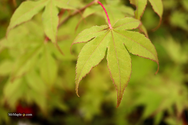 Acer palmatum 'Harvest Orange' Japanese Maple