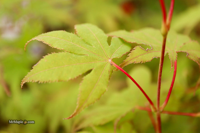 Acer palmatum 'Harvest Orange' Japanese Maple