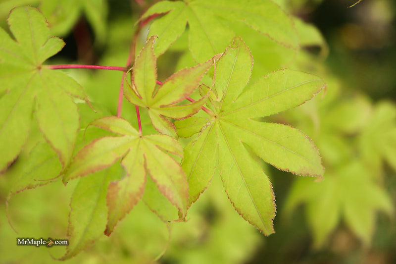 Acer palmatum 'Harvest Orange' Japanese Maple