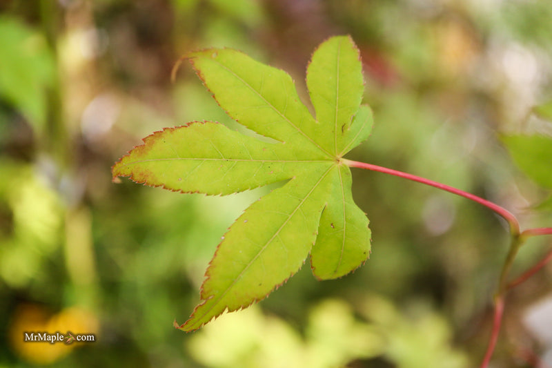 Acer palmatum 'Harvest Orange' Japanese Maple