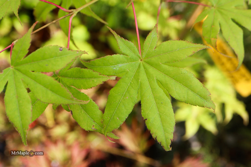 Acer palmatum 'Harvest Orange' Japanese Maple