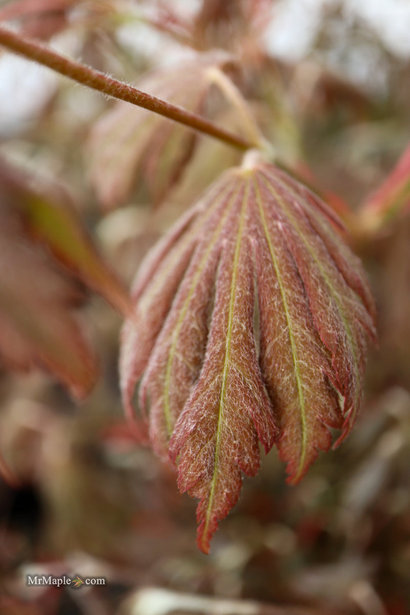 Acer pseudosieboldianum 'Hasselkus' Rare Japanese Maple